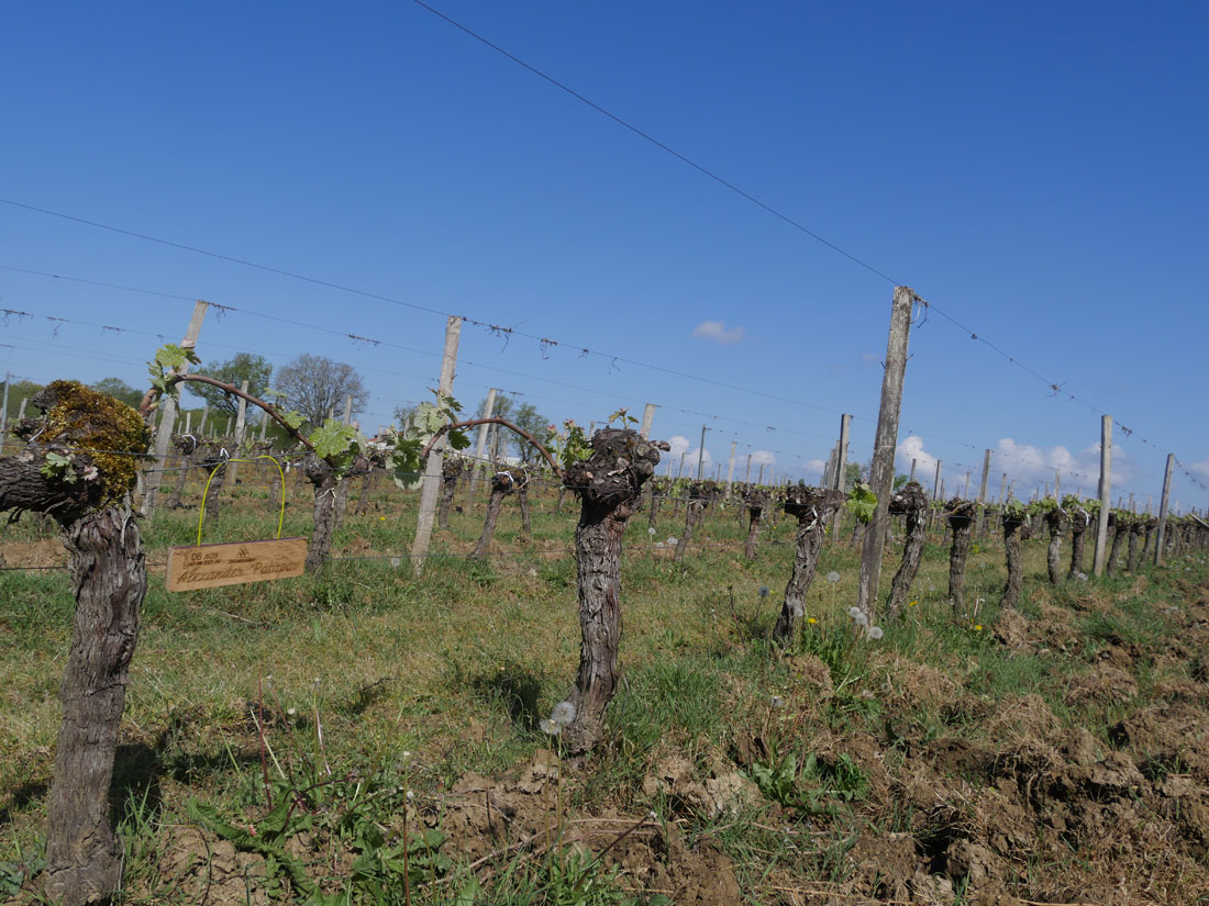 Виноградник на урожай